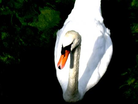 Tit cygne...