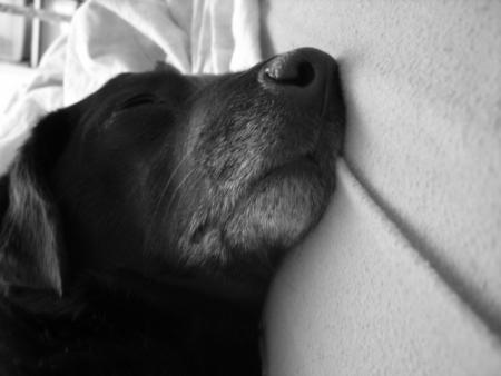Dog o's dog !!!!!!