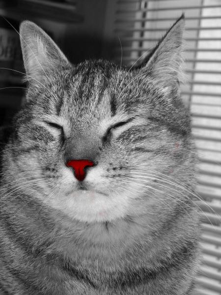 Catsoukat