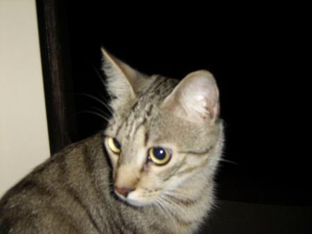 CAtSou